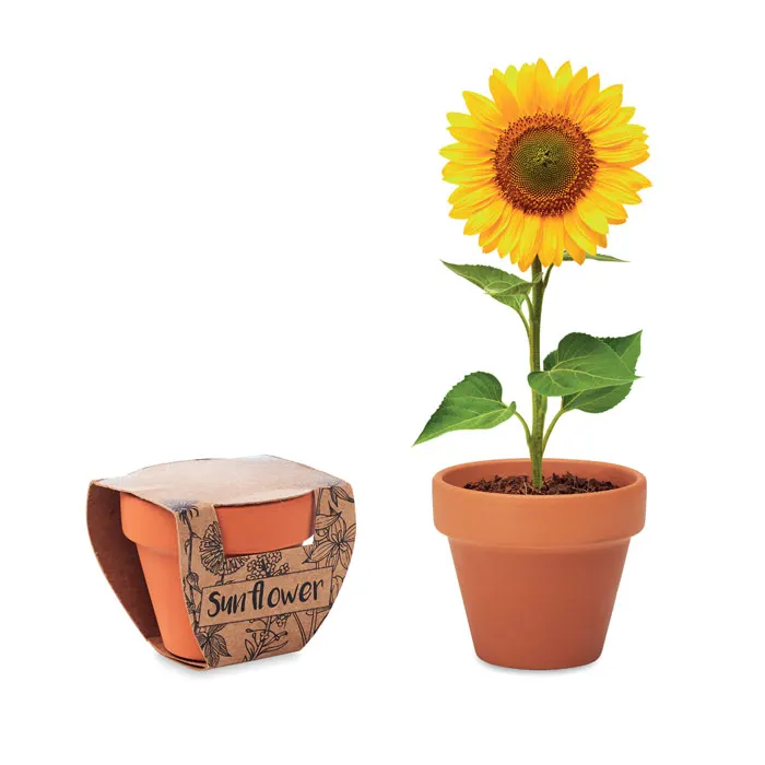 SUNFLOWER, wariant MO6147-40, zdjęcie 1 z 5